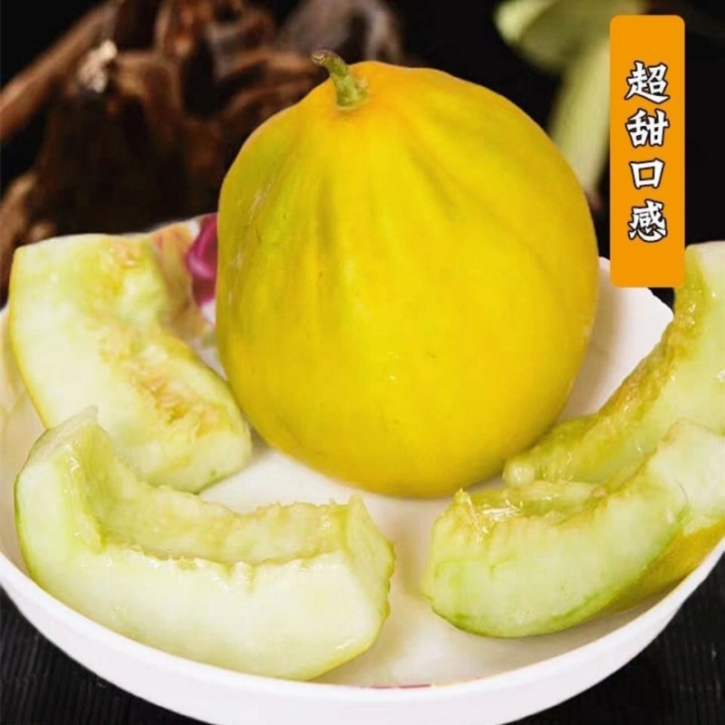 正宗麻阳冰糖丑八怪薄皮香瓜甜瓜新鲜采摘**电商平台批发
