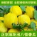 正宗麻阳冰糖丑八怪薄皮香瓜甜瓜新鲜采摘**电商平台批发