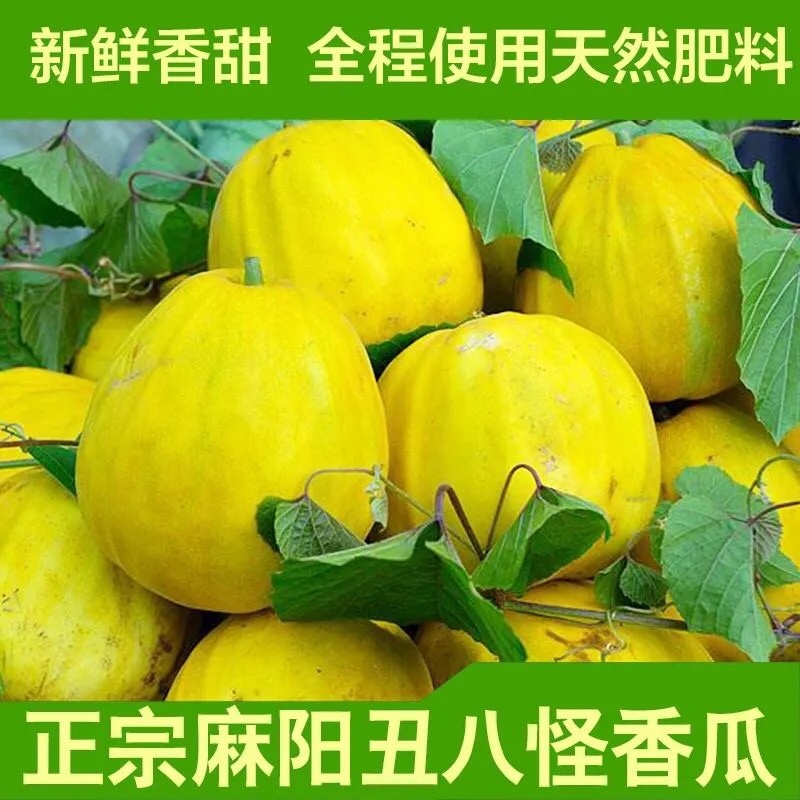 正宗麻阳冰糖丑八怪薄皮香瓜甜瓜新鲜采摘**电商平台批发