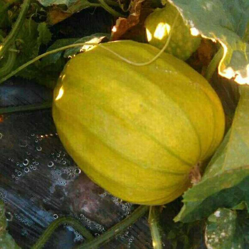 正宗麻阳冰糖丑八怪薄皮香瓜甜瓜新鲜采摘**电商平台批发