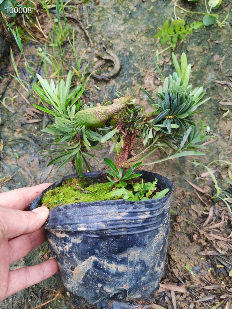 罗汉松