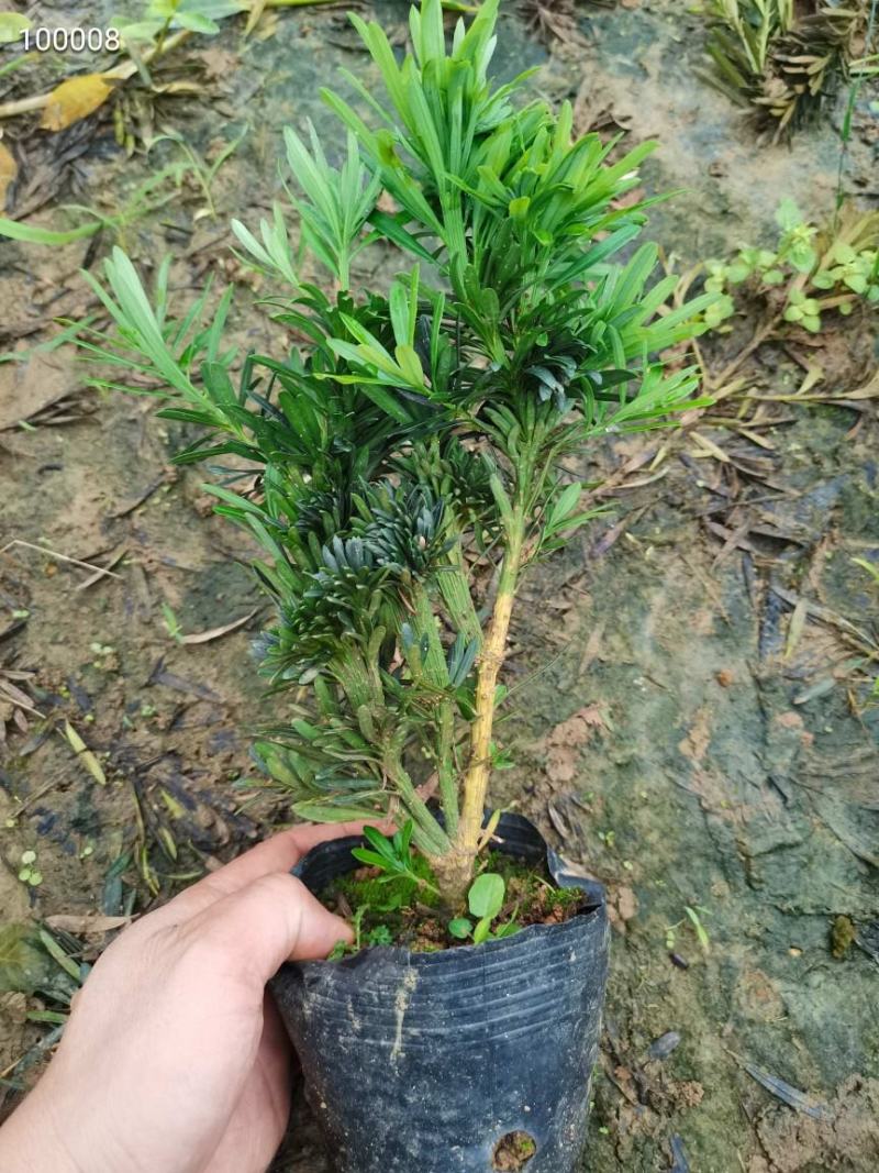 罗汉松