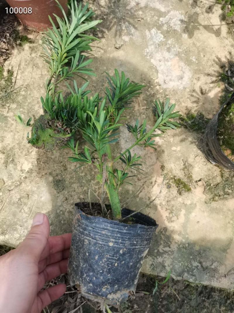 罗汉松