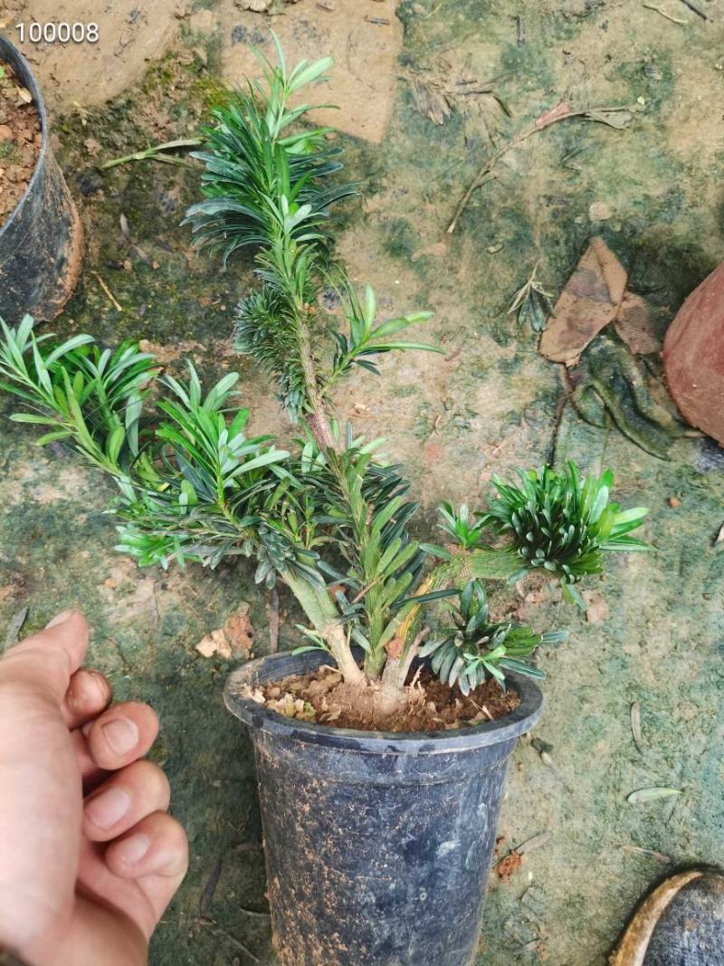 罗汉松