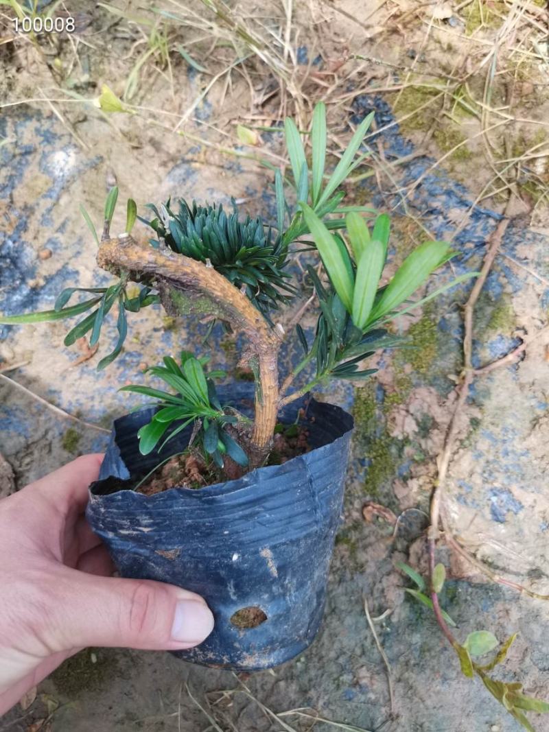罗汉松