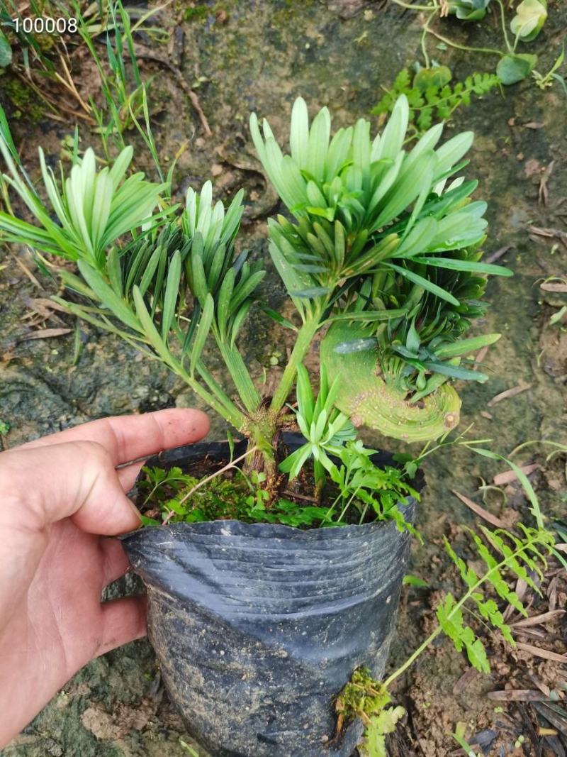 罗汉松