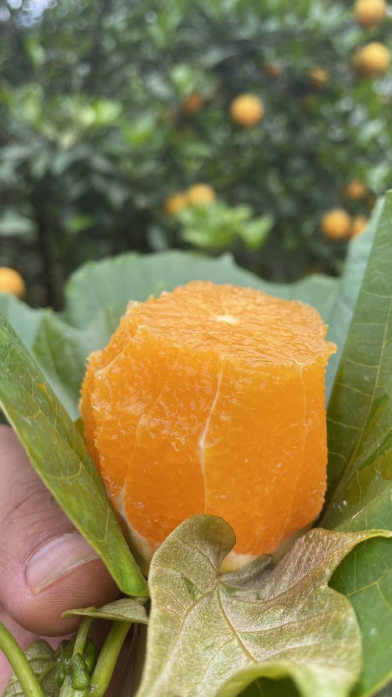脐橙各种产地直销，农户一手货源价格实在，可视频看货选货