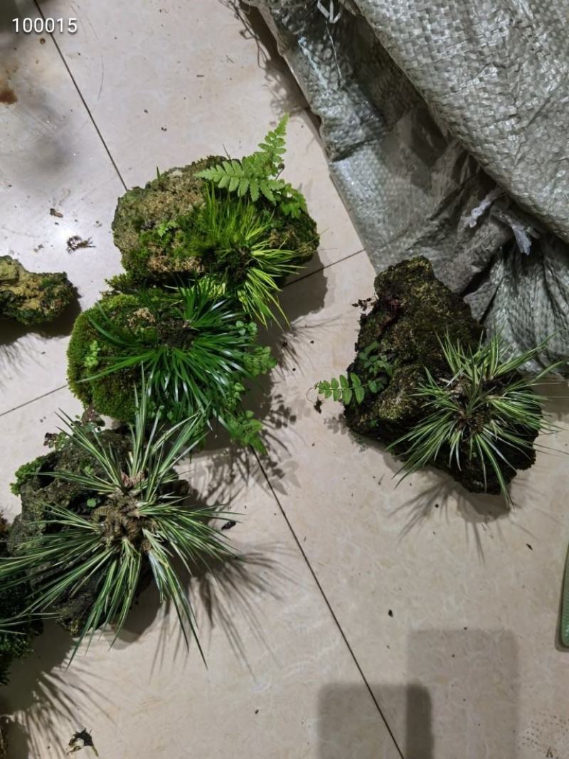 菖蒲吸水石，带吸水石一起发货