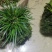 菖蒲吸水石，带吸水石一起发货