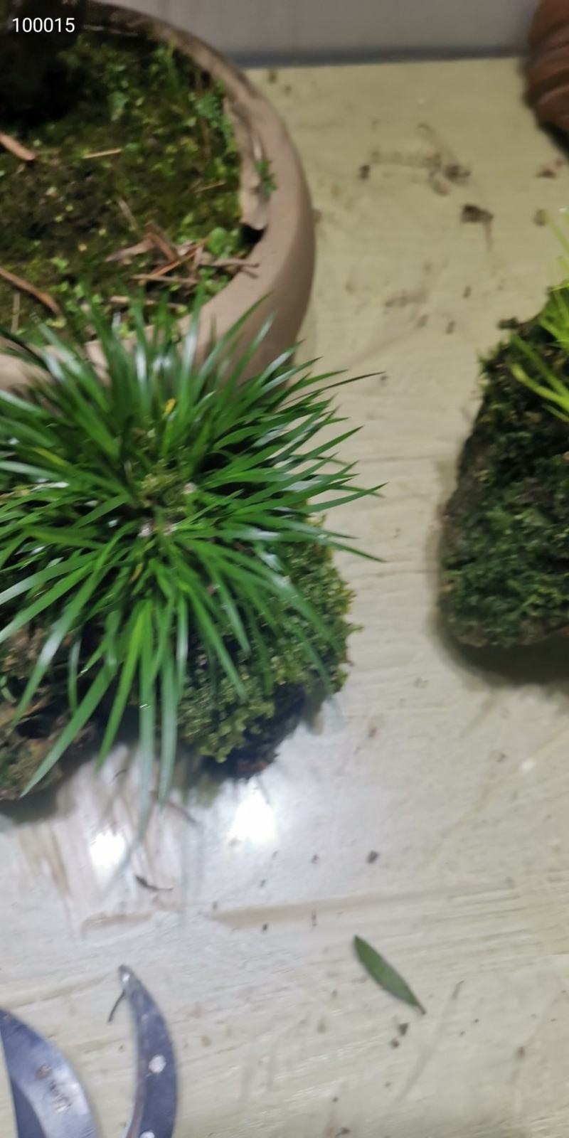 菖蒲吸水石，带吸水石一起发货