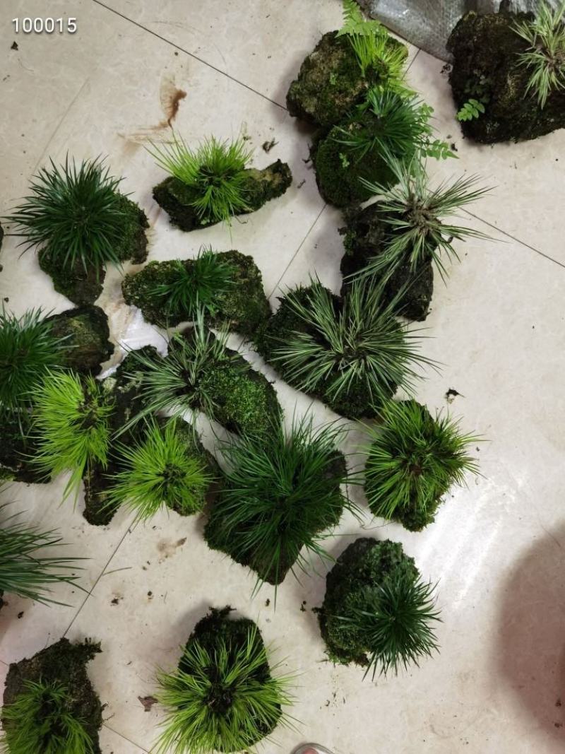 菖蒲吸水石，带吸水石一起发货