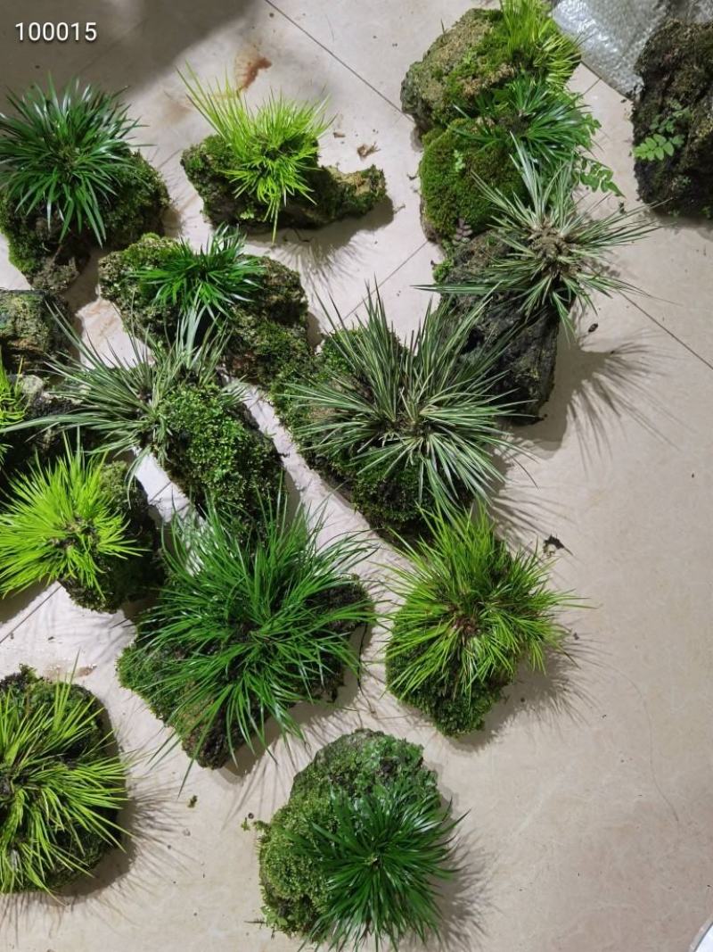 菖蒲吸水石，带吸水石一起发货