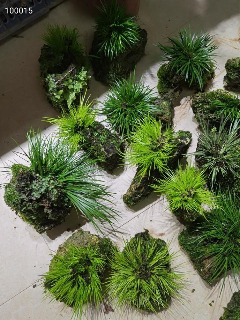 菖蒲吸水石，带吸水石一起发货
