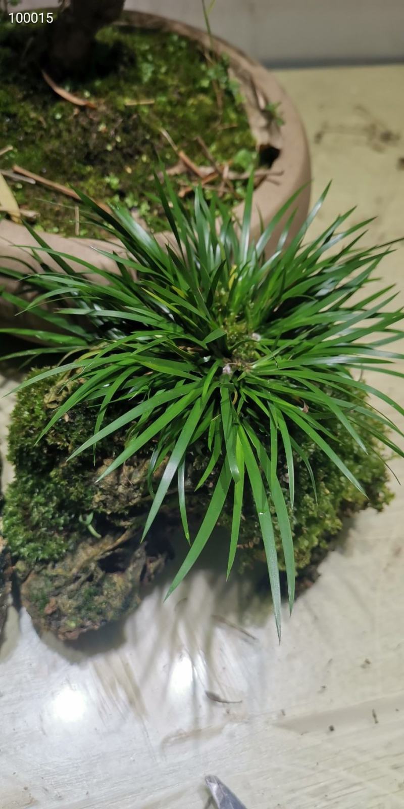 菖蒲吸水石，带吸水石一起发货