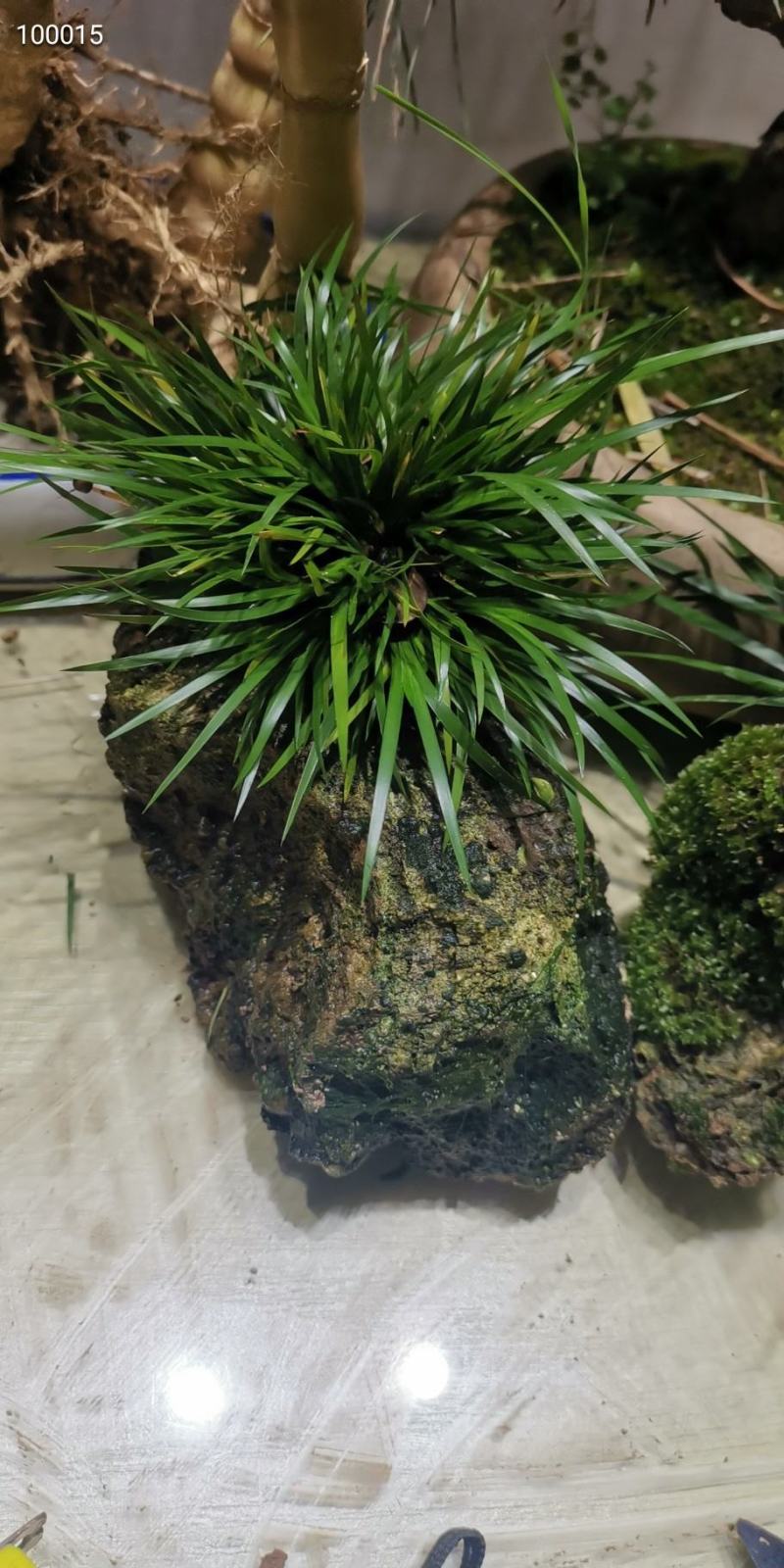 菖蒲吸水石，带吸水石一起发货