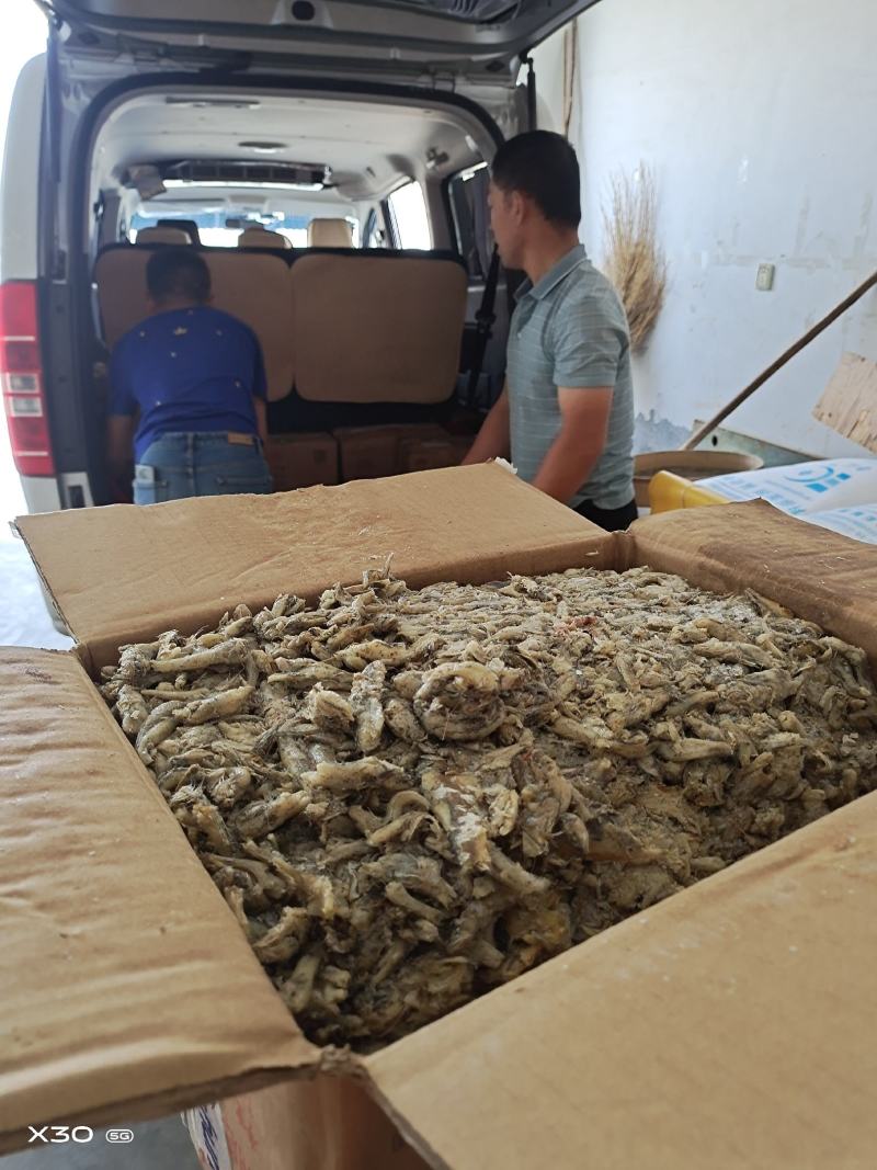 饲料小鱼喂虾蟹鱼食用油炸烘干盐干自家加工一手货源