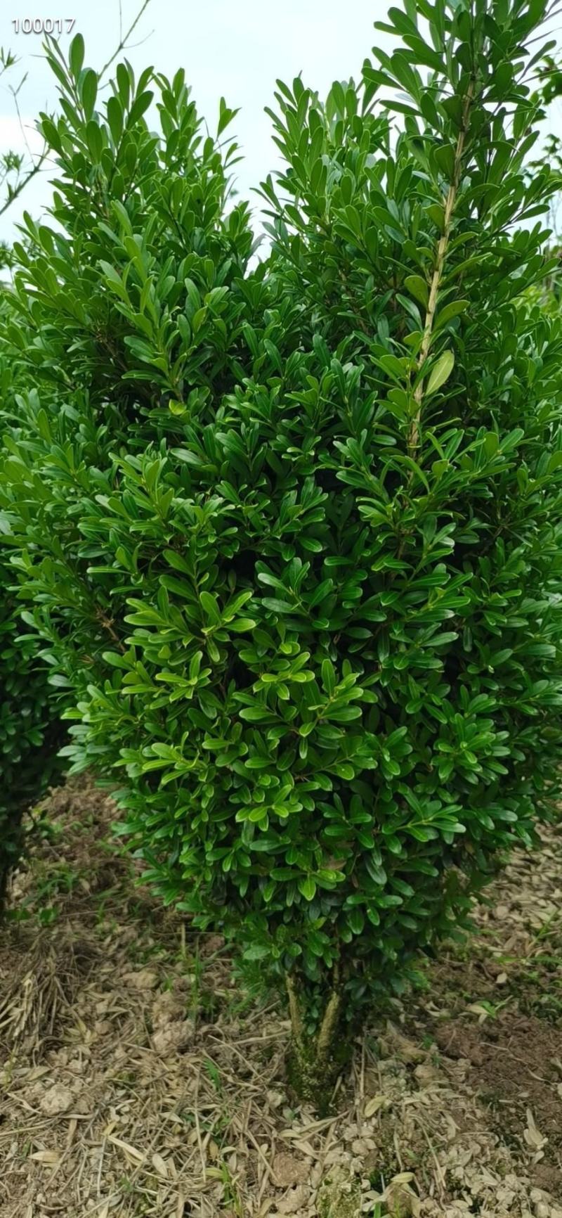 黄杨