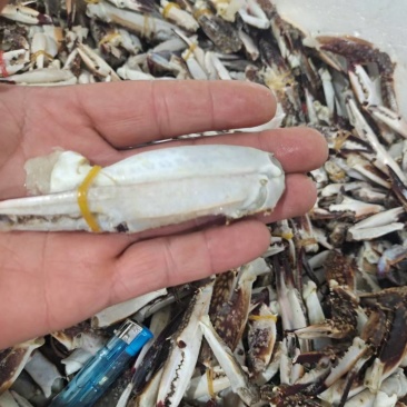 单体新鲜速冻梭子蟹退，沙蟹腿，保证货物质量