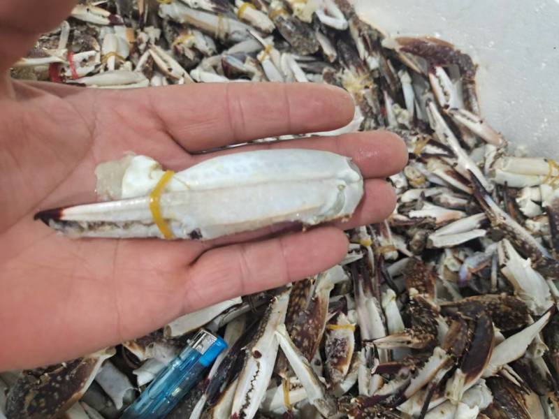 单体新鲜速冻梭子蟹退，沙蟹腿，保证货物质量