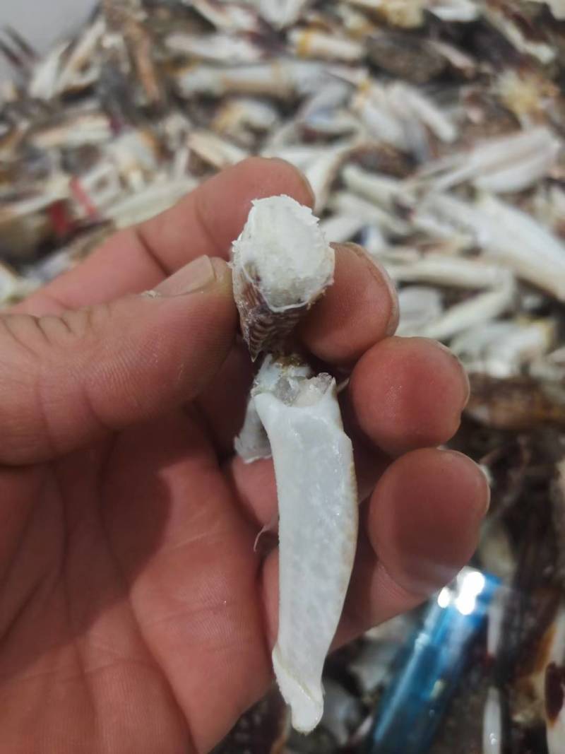 单体新鲜速冻梭子蟹退，沙蟹腿，保证货物质量
