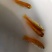 【金丝草鱼苗】黄金草鱼苗观赏养玩可食用好品质易养活