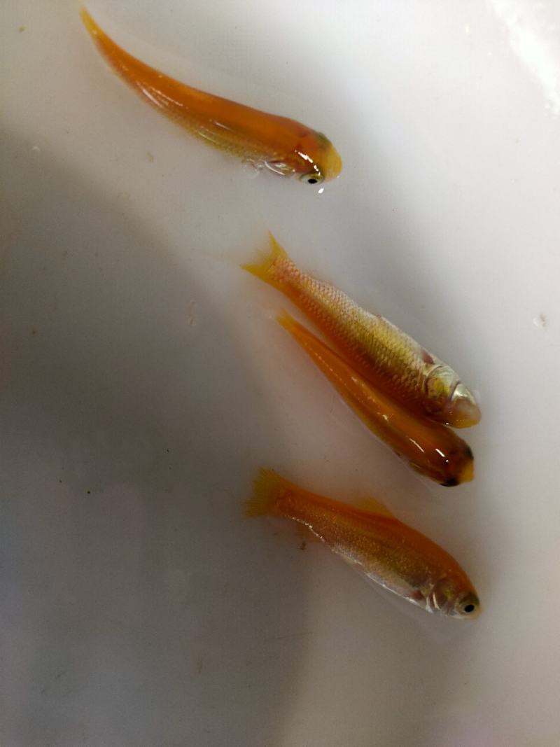 【金丝草鱼苗】黄金草鱼苗观赏养玩可食用好品质易养活