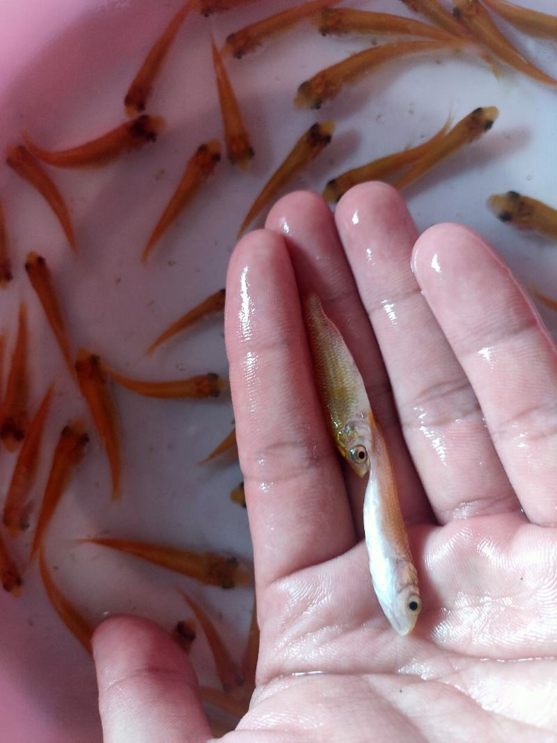 【金丝草鱼苗】黄金草鱼苗观赏养玩可食用好品质易养活