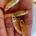 【金丝草鱼苗】黄金草鱼苗观赏养玩可食用好品质易养活
