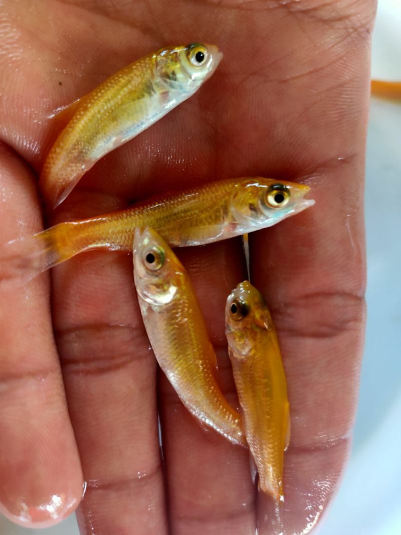 【金丝草鱼苗】黄金草鱼苗观赏养玩可食用好品质易养活