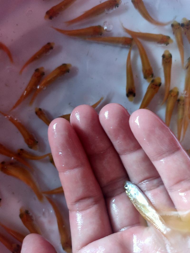 【金丝草鱼苗】黄金草鱼苗观赏养玩可食用好品质易养活