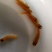 【金丝草鱼苗】黄金草鱼苗观赏养玩可食用好品质易养活