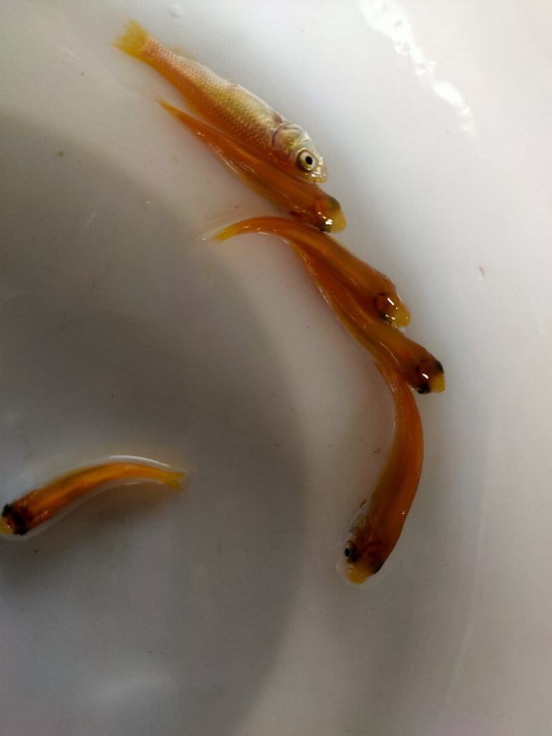 【金丝草鱼苗】黄金草鱼苗观赏养玩可食用好品质易养活