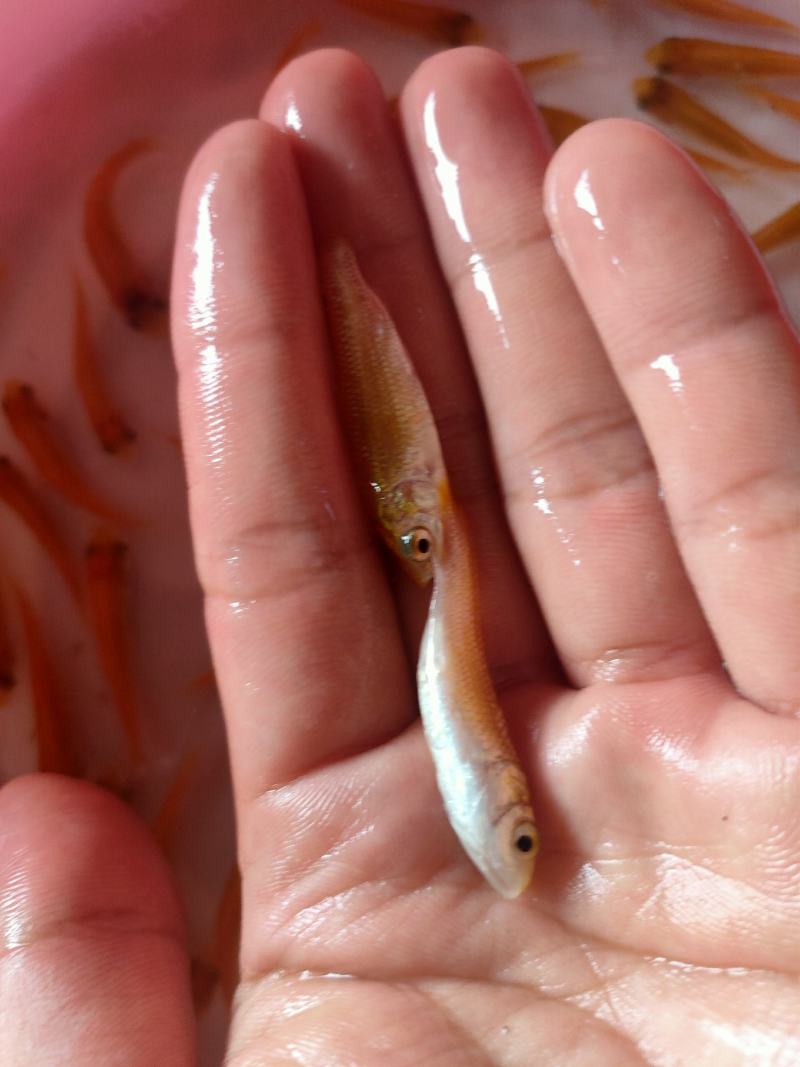 【金丝草鱼苗】黄金草鱼苗观赏养玩可食用好品质易养活