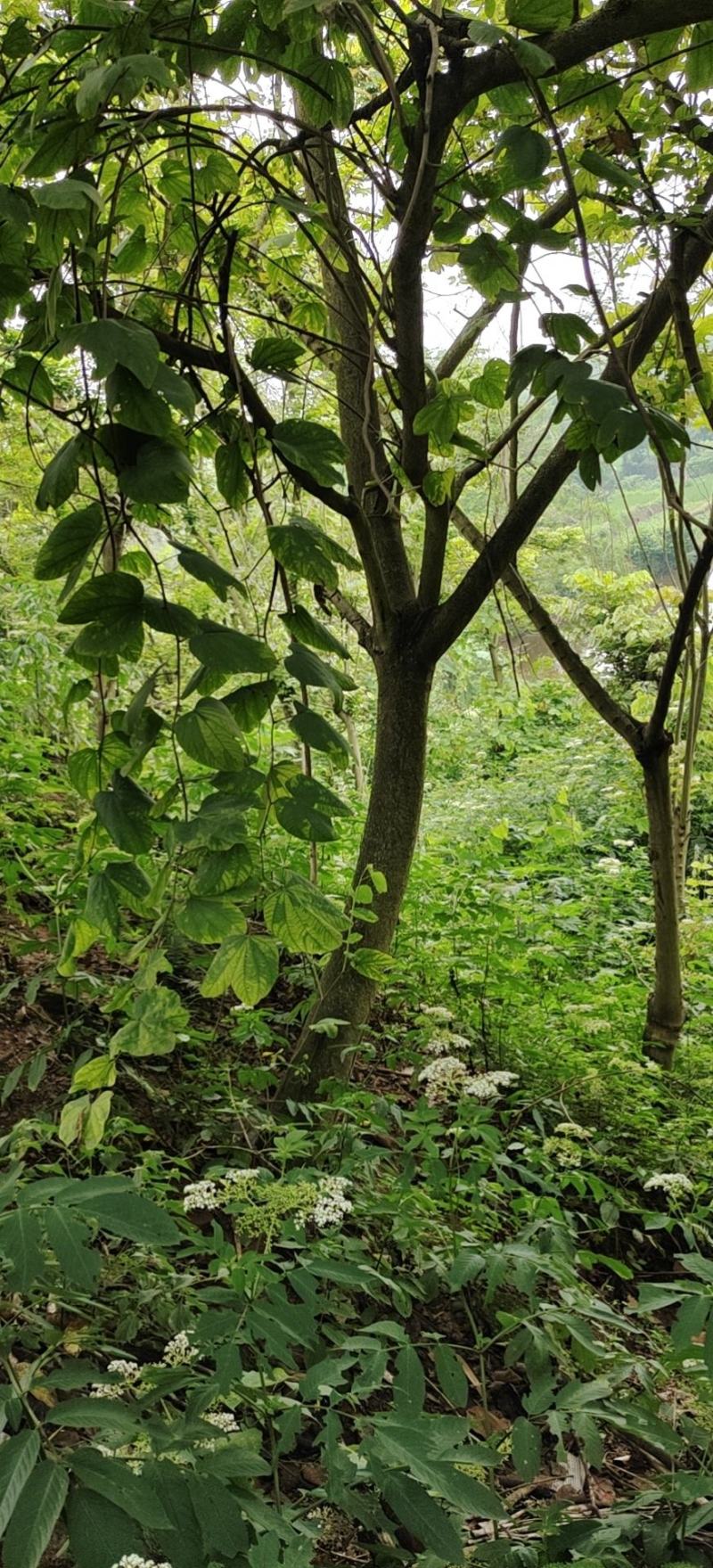 羊蹄甲.绿化苗木，园林，小区，风景树，各个地方都种植