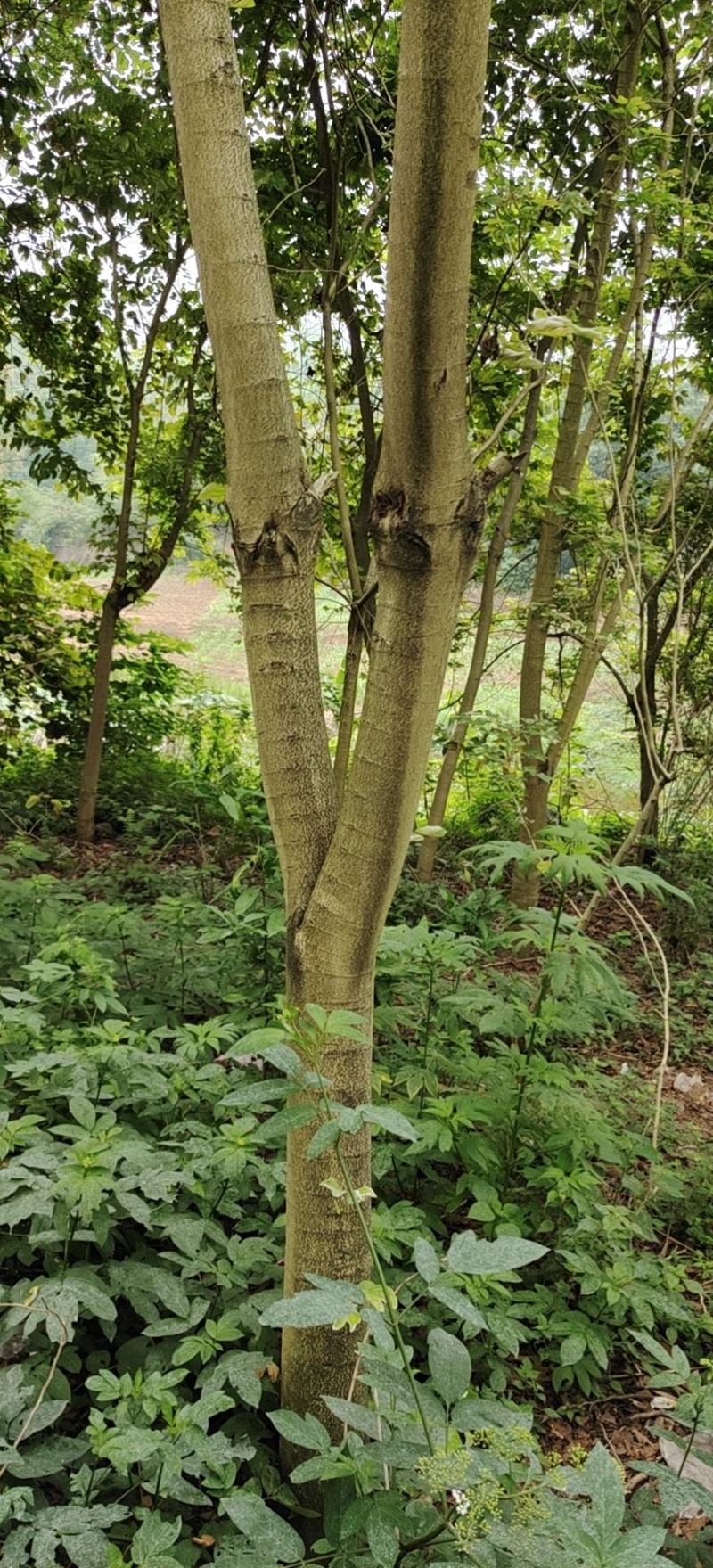 羊蹄甲.绿化苗木，园林，小区，风景树，各个地方都种植