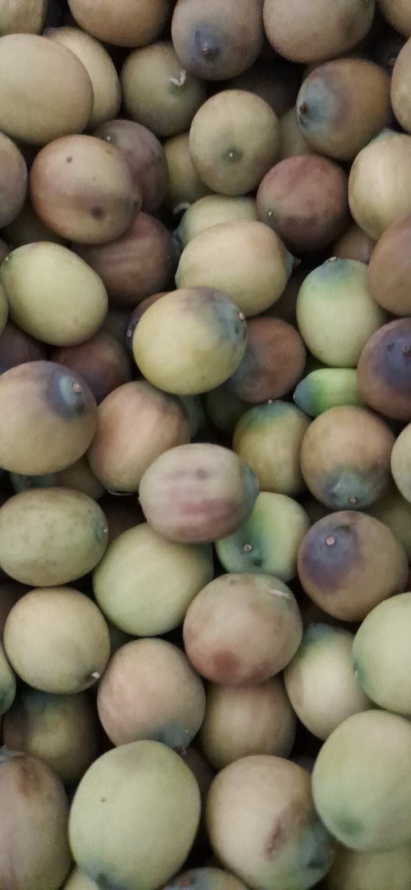 草莲麻莲