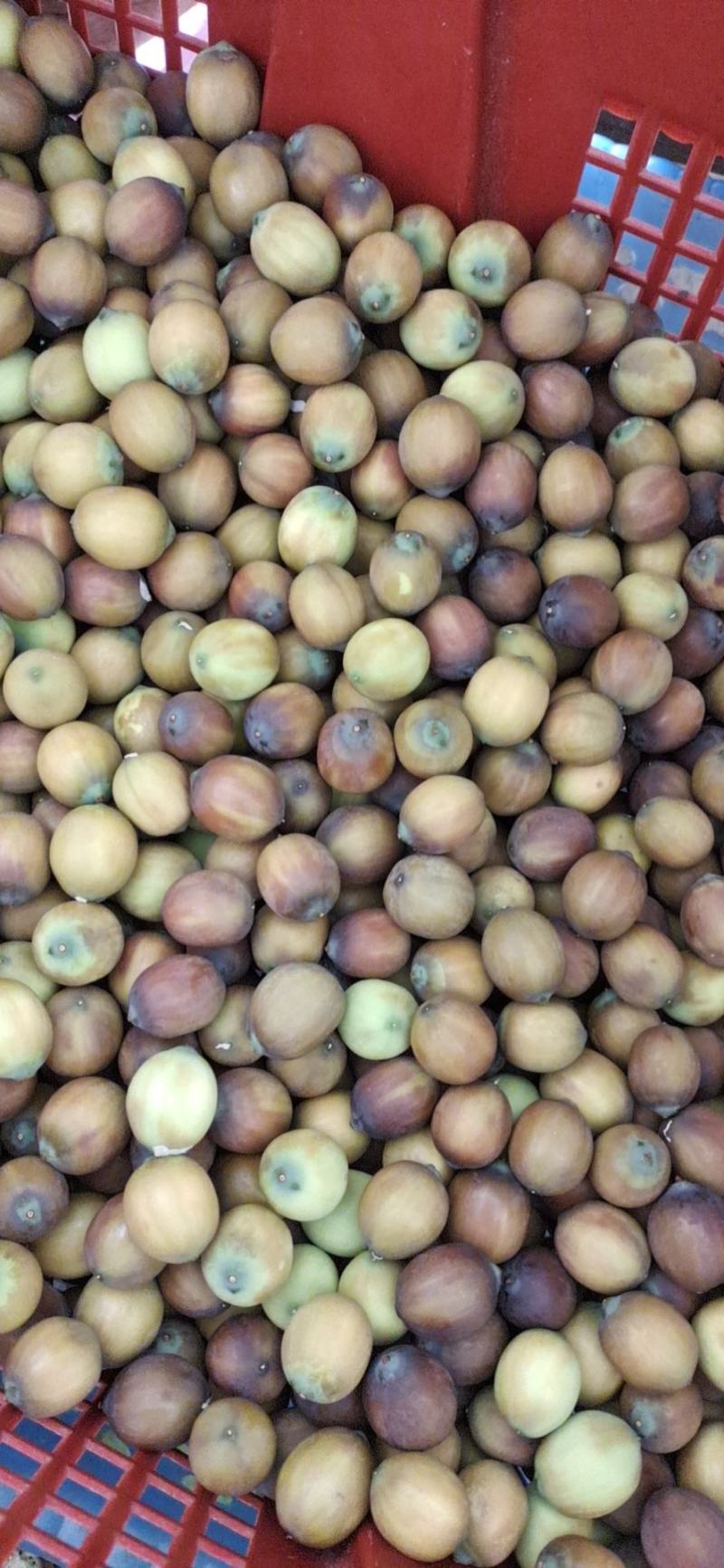 草莲麻莲
