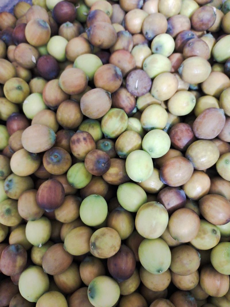 草莲麻莲