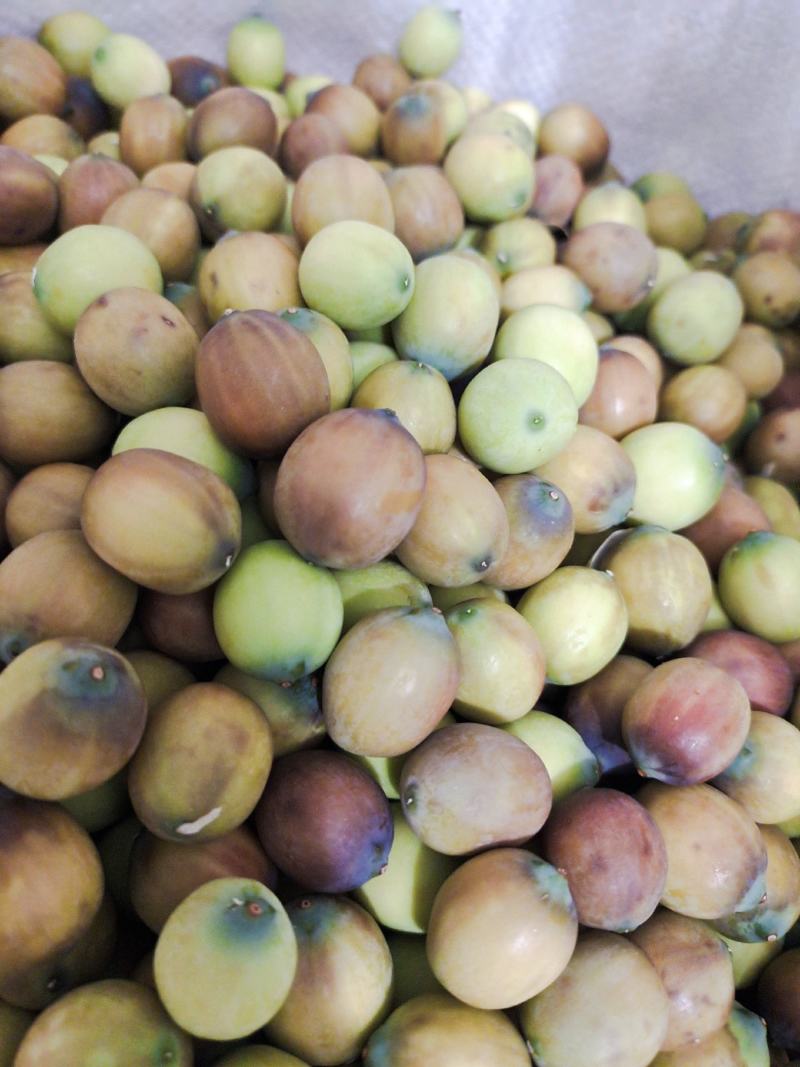 草莲麻莲