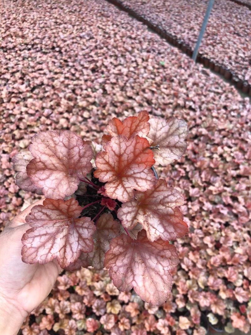 矾根盆栽110盆价格优惠高成活率可做色块