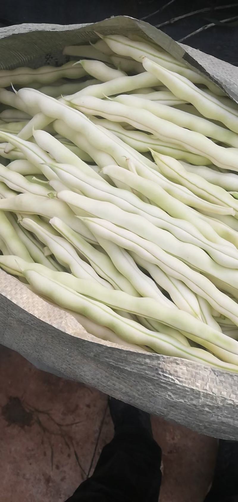 白不老。白芸豆，摘不败压爬架产量高颜色白口感鲜美欢迎采购