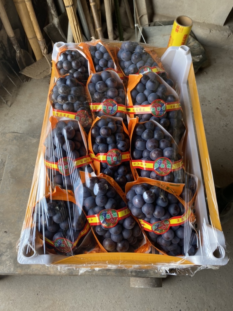 夏黑湖北公安万亩大棚夏黑葡萄大量上市了质量优良