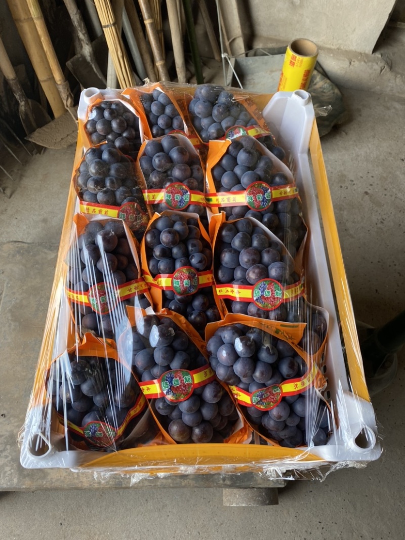夏黑湖北公安万亩大棚夏黑葡萄大量上市了质量优良