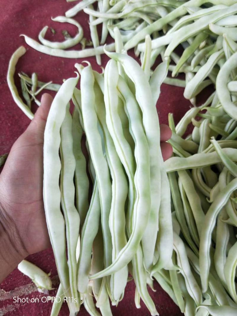 山西精品芸豆。九粒白，小白龙，条长肉厚颜色白，欢迎来采购
