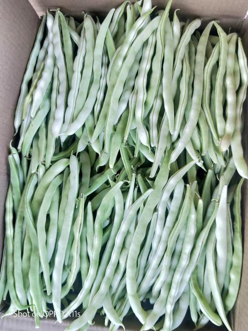 山西精品芸豆。九粒白，小白龙，条长肉厚颜色白，欢迎来采购