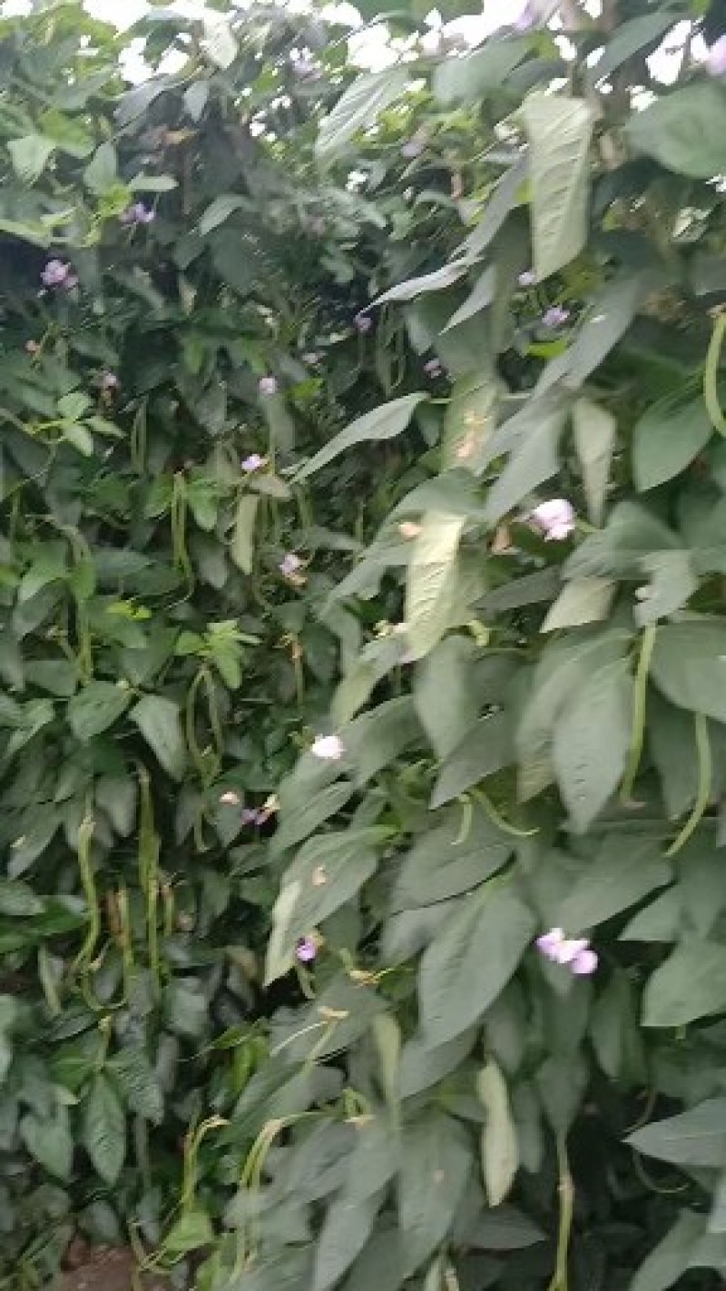 大量出售本地青豇豆