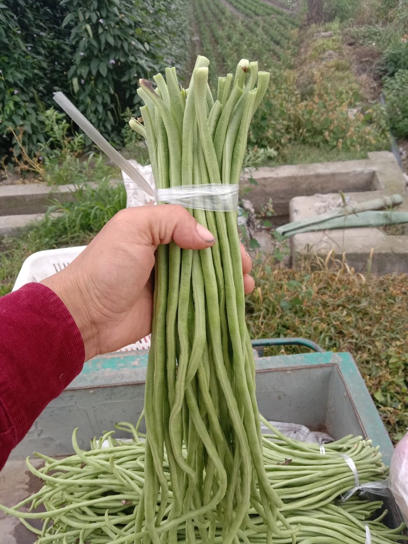 大量出售本地青豇豆
