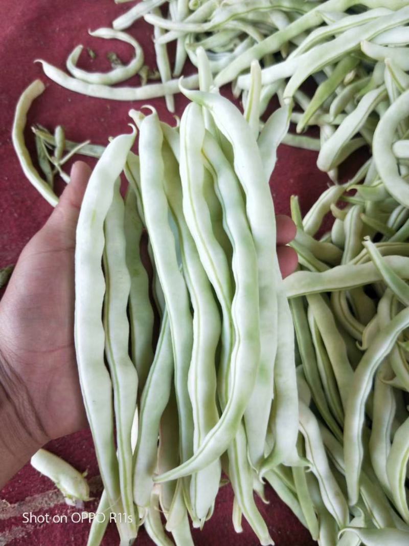 白不老芸豆。产地一手货源，物美价廉。全国发货，欢迎采购，