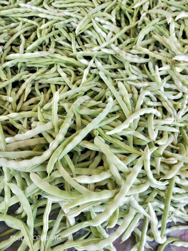 白不老芸豆。产地一手货源，物美价廉。全国发货，欢迎采购，