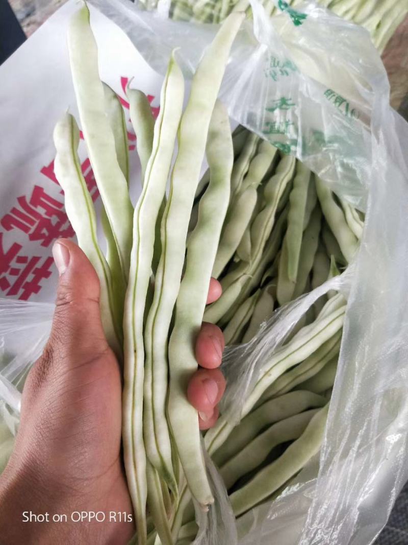 白不老芸豆。产地一手货源，物美价廉。全国发货，欢迎采购，